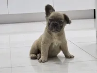 Chewbaca, a male French Bulldog for sale in West Palm Beach, FL – 4 of 6