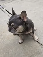Chiqui, a female French Bulldog for sale in West Palm Beach, FL – 2 of 4