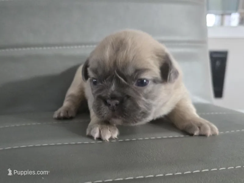 Misty – French Bulldog puppy for sale in West Palm Beach, FL