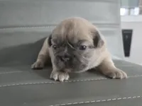 Misty, a female French Bulldog for sale in West Palm Beach, FL – 1 of 2