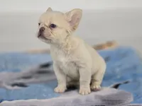 Misty, a female French Bulldog for sale in West Palm Beach, FL – 3 of 4
