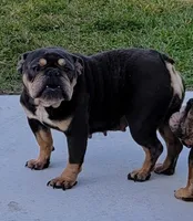 Misty, a female English Bulldog for sale in West Palm Beach, FL – Photo 2 of 2