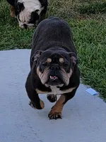 Misty, a female English Bulldog for sale in West Palm Beach, FL – Photo 1 of 2