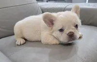 Maggy , a female French Bulldog for sale in West Palm Beach, FL – 4 of 4