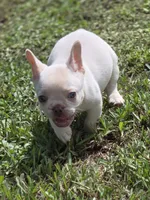 Ice, a male French Bulldog for sale in West Palm Beach, FL – 9 of 9