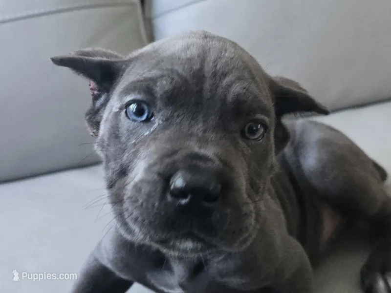 Bruce – Cane Corso puppy on hold in West Palm Beach, FL