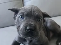 Bruce, a male Cane Corso for sale in West Palm Beach, FL – 1 of 5