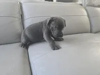Misty, a male Cane Corso for sale in West Palm Beach, FL – 4 of 4