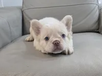 Maggy , a female French Bulldog for sale in West Palm Beach, FL – 2 of 4