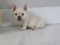 Ice, a male French Bulldog for sale in West Palm Beach, FL – 7 of 9