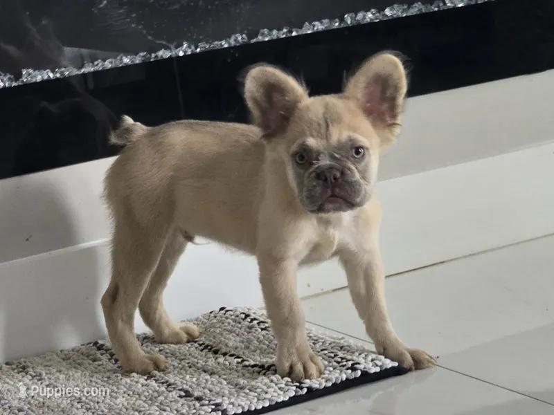 Chewbaca – French Bulldog puppy for sale in West Palm Beach, FL