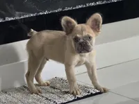 Chewbaca, a male French Bulldog for sale in West Palm Beach, FL – 1 of 4