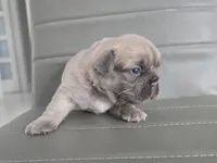 Chewbaca, a male French Bulldog for sale in West Palm Beach, FL – 2 of 4