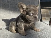 Chewbaca, a female French Bulldog for sale in West Palm Beach, FL – Photo 1 of 6