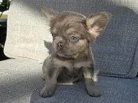 Chewbaca, a female French Bulldog for sale in West Palm Beach, FL – Photo 3 of 6