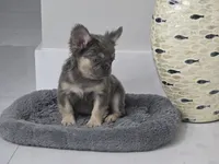 Chewbaca, a female French Bulldog for sale in West Palm Beach, FL – Photo 5 of 6