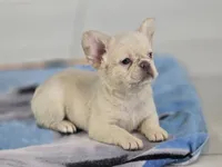 Misty, a female French Bulldog for sale in West Palm Beach, FL – 4 of 4