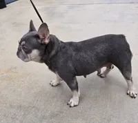 Chiqui, a female French Bulldog for sale in West Palm Beach, FL – 4 of 4