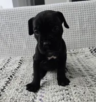 Misty, a female Cane Corso for sale in West Palm Beach, FL – 6 of 6