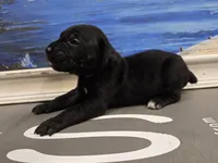 Raven, a female Cane Corso for sale in West Palm Beach, FL – 5 of 5