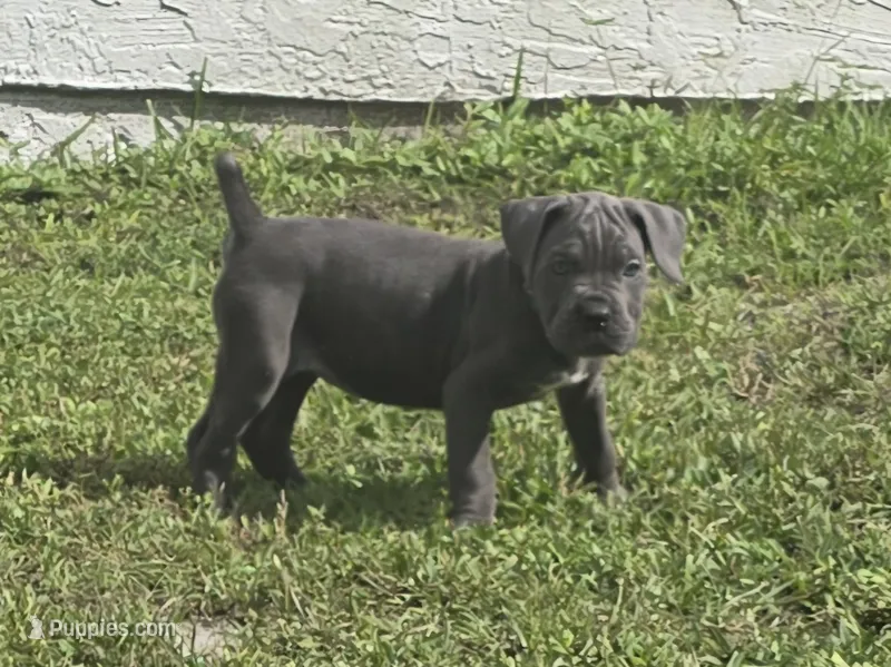 Ash – Cane Corso puppy for sale in West Palm Beach, FL