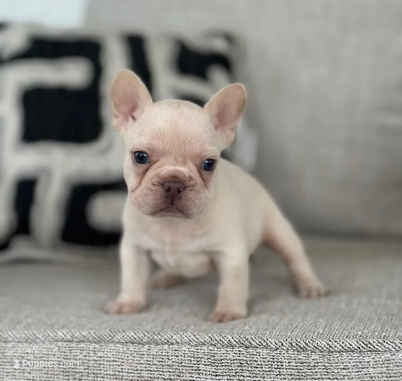 Ice – French Bulldog puppy for sale in West Palm Beach, FL