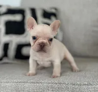 Ice, a male French Bulldog for sale in West Palm Beach, FL – 1 of 9