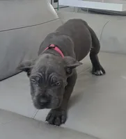 Bruce, a male Cane Corso for sale in West Palm Beach, FL – 3 of 5