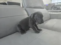Misty, a male Cane Corso for sale in West Palm Beach, FL – 3 of 4