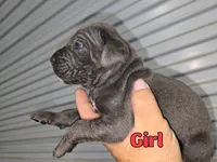 Kloee, a female Cane Corso for sale in West Palm Beach, FL – 4 of 5