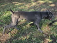 Harry, a male Cane Corso for sale in West Palm Beach, FL – 1 of 3