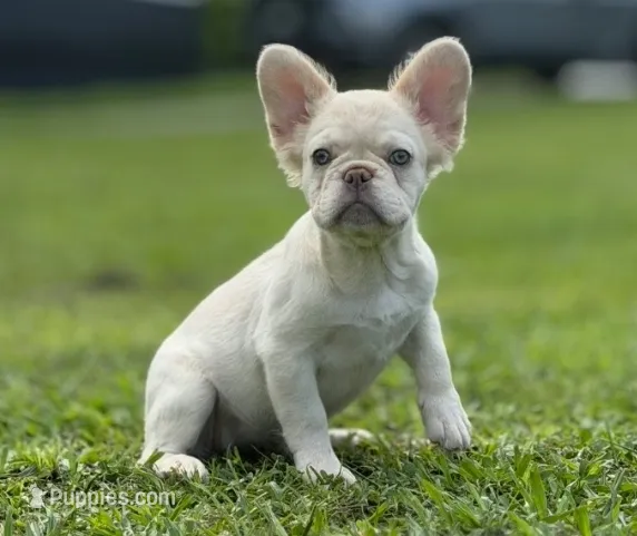 Misty – French Bulldog puppy for sale in West Palm Beach, FL