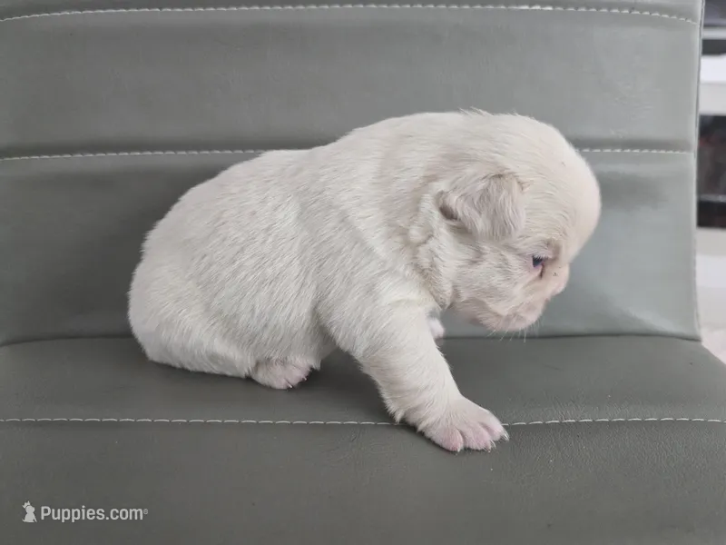 Snow – French Bulldog puppy for sale in West Palm Beach, FL