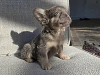 Chewbaca, a female French Bulldog for sale in West Palm Beach, FL – Photo 4 of 6