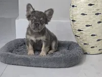 Chewbaca, a female French Bulldog for sale in West Palm Beach, FL – Photo 6 of 6