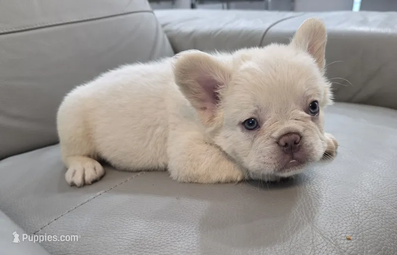 Dorito – French Bulldog puppy for sale in West Palm Beach, FL