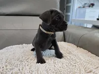 Ash, a male Cane Corso for sale in West Palm Beach, FL – 2 of 5