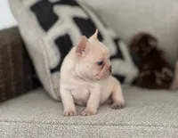 Ice, a male French Bulldog for sale in West Palm Beach, FL – 3 of 9