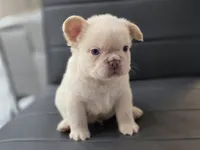 Snow, a male French Bulldog for sale in West Palm Beach, FL – 6 of 6