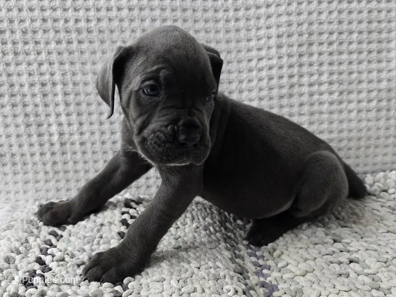 Kloee – Cane Corso puppy for sale in West Palm Beach, FL