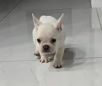 Ice, a male French Bulldog for sale in West Palm Beach, FL – 6 of 9
