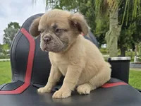 Chewbaca, a male French Bulldog for sale in West Palm Beach, FL – 3 of 6