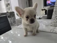 Ozzy, a male French Bulldog for sale in West Palm Beach, FL – Photo 3 of 6