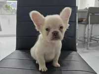 Ozzy, a male French Bulldog for sale in West Palm Beach, FL – Photo 1 of 6