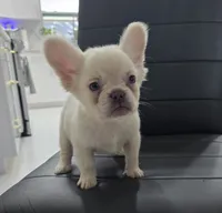 Ozzy, a male French Bulldog for sale in West Palm Beach, FL – Photo 2 of 6