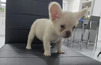 Ozzy, a male French Bulldog for sale in West Palm Beach, FL – Photo 4 of 6