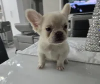 Ozzy, a male French Bulldog for sale in West Palm Beach, FL – Photo 5 of 6