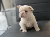 Snow, a male French Bulldog for sale in West Palm Beach, FL – 3 of 6
