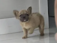 Maya, a female French Bulldog for sale in West Palm Beach, FL – 3 of 4