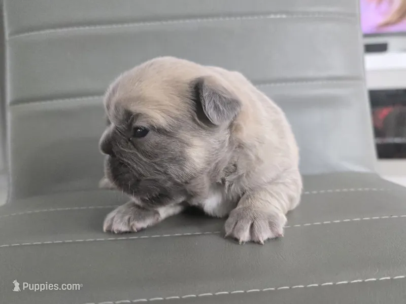 Chewbaca – French Bulldog puppy for sale in West Palm Beach, FL